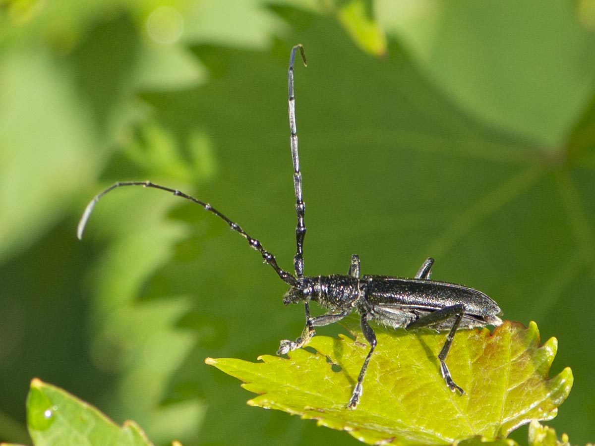 Habitus
